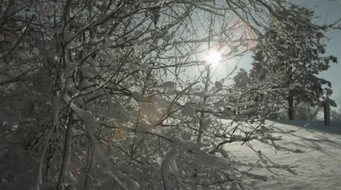 Snowy branches blowing on hill Stock Footage 35510398