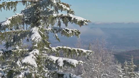 Snowy branches of a conifer in the mountains. Karkonosze Poland. 스톡 동영상 295772447