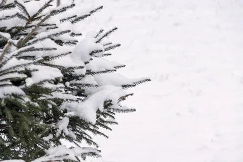 Snowy branches of a coniferous tree Stock Photos