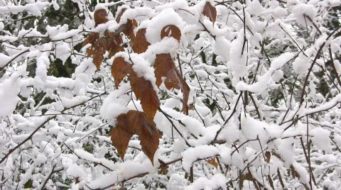 Snowy Branches Vidéo 303044