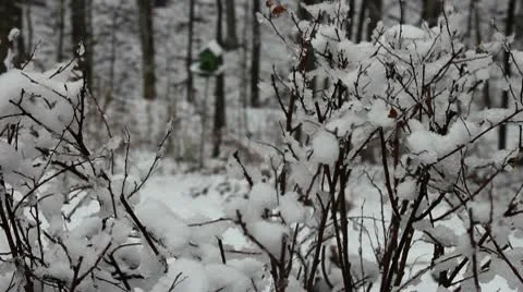 Snowy Branches Stock Footage 10577475