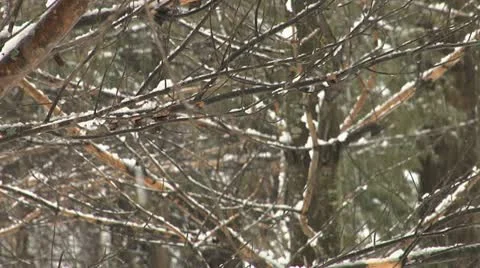 Snowy branches Stock Footage 20495960