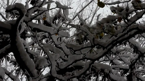 Snowy branches. Stock Footage 34511615