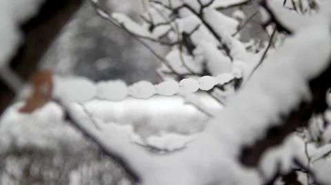 Snowy Branches Stock Footage 37185766