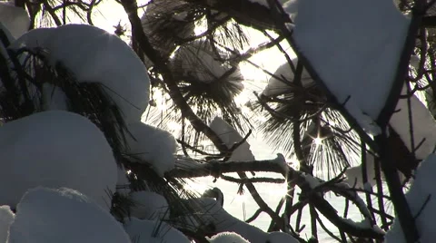 Snowy Branches Stock Footage 44781367