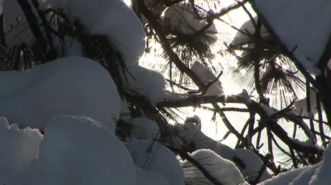 Snowy Branches Video stock 44781385