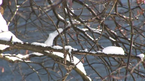 Snowy Branches Stock Footage 44781428