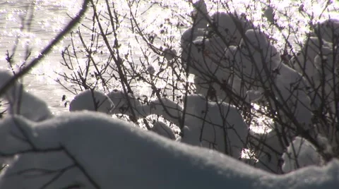 Snowy Branches Stock Footage 44781429