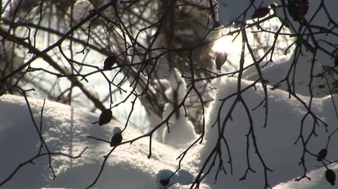Snowy Branches Stock Footage 44781477
