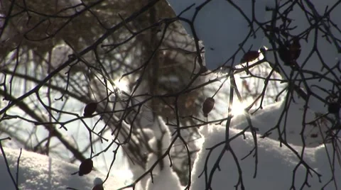 Snowy Branches Stock Footage 44781865