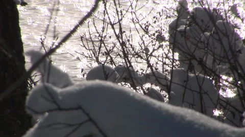 Snowy Branches Stock Footage 44781885
