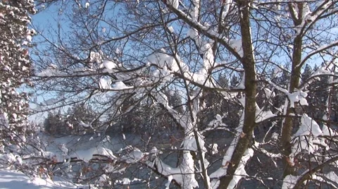 Snowy Branches Stock Footage 44781955