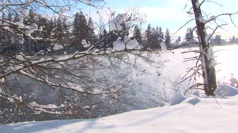 Snowy Branches Stock Footage 44782077