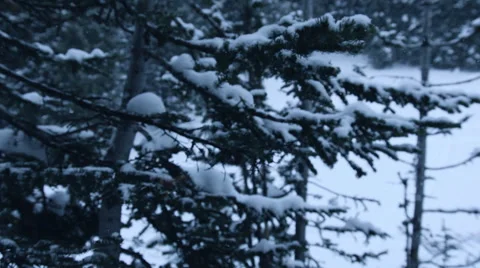 Snowy Branches 스톡 동영상 61022281