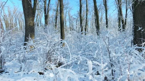 Snowy branches in forest. Beautiful day in forest at wintertime 4 Stock Footage 60002853