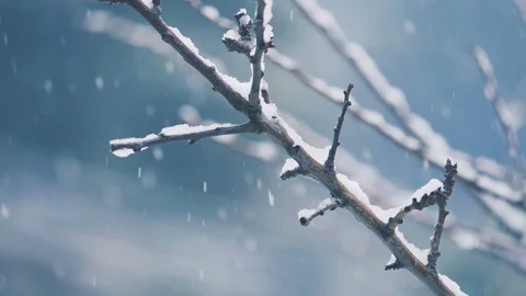 Snowy branches in forest. snowfall, snow flakes, winter time, Christmas time  Stock-Footage 86092463
