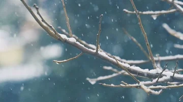 Snowy branches in forest. snowfall, snow flakes, winter time, Christmas time  Video stock 86092506