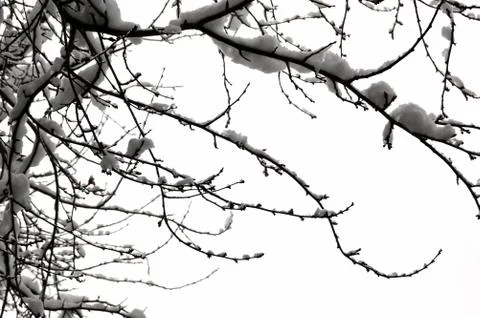 Snowy branches Stock-Fotos