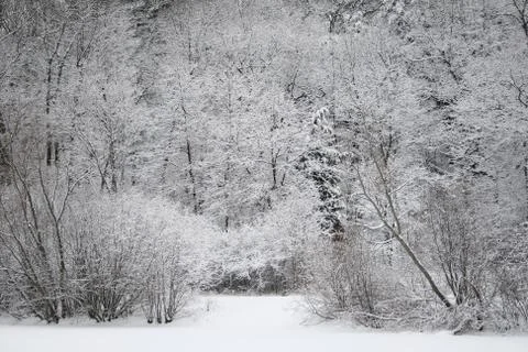 Snowy branches Stock Photos