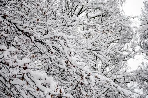 Snowy branches Stock-Fotos