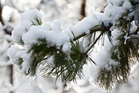 Snowy branches Foto stock