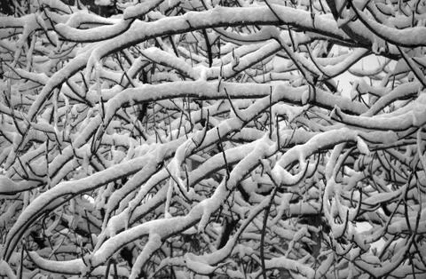 Snowy branches Stock Photos