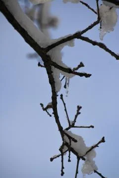 Snowy branches Stock Photos