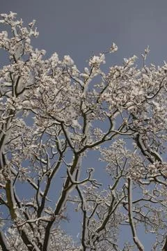 Snowy branches Stock Photos