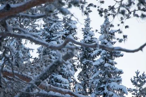 Snowy branches Stock Photos