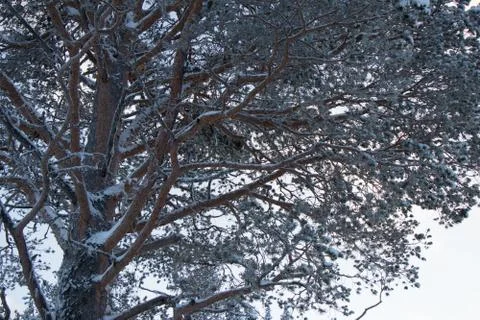 Snowy branches Stock Photos