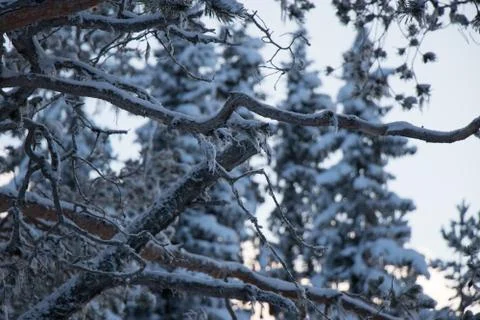 Snowy branches Stock Photos