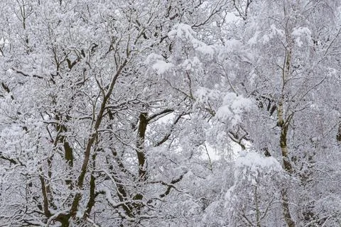 Snowy Branches Stock Photos