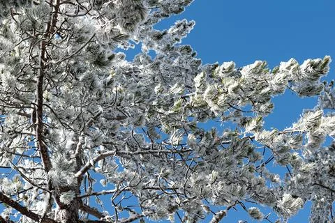 Snowy branches Stock Photos