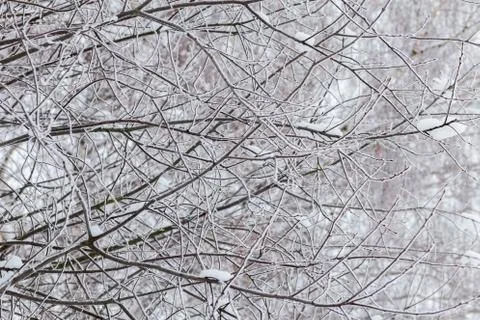 Snowy branches with selective focus. Abstract winter background. Stock Photos