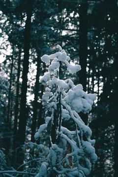 Snowy branches of a small tree in the big forest. Foto stock