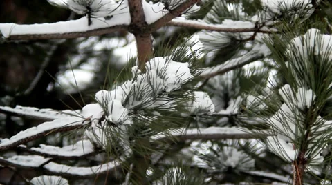 Snowy Branches. Winter Time. Stock Footage 37186847