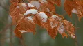 Snowy brown leaves Vídeos en HD