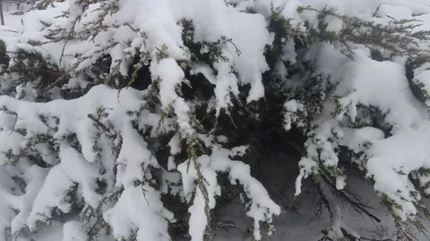 SNOWY BUSH SLOWMO Stock Footage 187733458