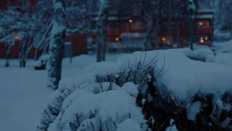Snowy Bushes Stock Footage 169790238