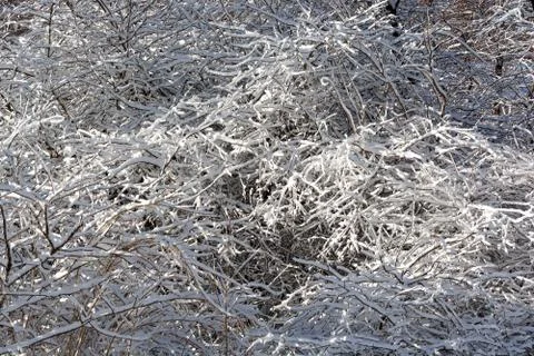 Snowy bushes. Stock Photos