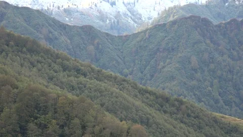 Snowy Carpathian Mountains with dense pine forest slopes and winter wilderness Stock Footage 339479323