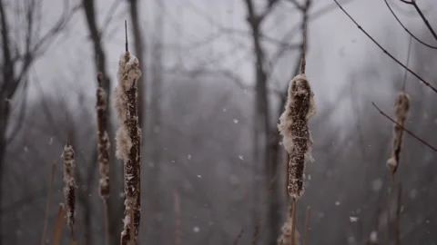 Snowy Cattails in slow motion Stock Footage 238394283