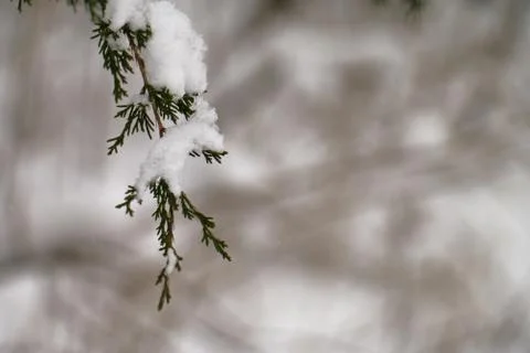 Snowy Cedar Branch Foto stock