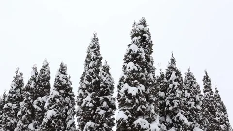 Snowy Cedar Hedges Stock Footage 173888120