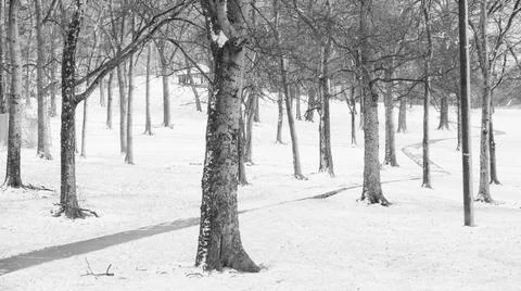 Snowy cement path winding through forested park in Nashville, TN. Stock Photos