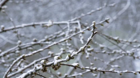 Snowy cherry tree branches with buds in garden in spring Stock Footage 129295663