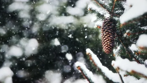 Snowy Christmas pine tree forest winter scenery Stock Footage 223368815