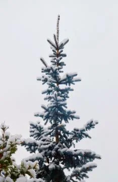 Snowy Christmas tree background Stock Photos