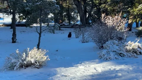 Snowy Clearing in Forest with Bird Stock Footage 277664638