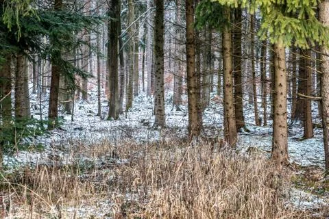Snowy clearing in the middle of the winter forest Stock Photos